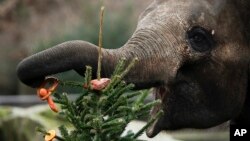 Seekor gajah Asia makan roti dan buah-buahan yang menghiasi pohon Natal di Kebun Binatang Tierpark di Berlin, Jerman, 3 Januari 2020. (Foto: AP/Markus Schreiber)