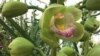 Hoa lan nở rộ trong nhà kính vườn bách thảo tại thủ đô Hoa Kỳ