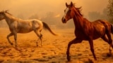 Horses gallop in an enclosure at Swanhill Farms as the Mountain Fire burns in Moorpark, California, Nov. 7, 2024. 