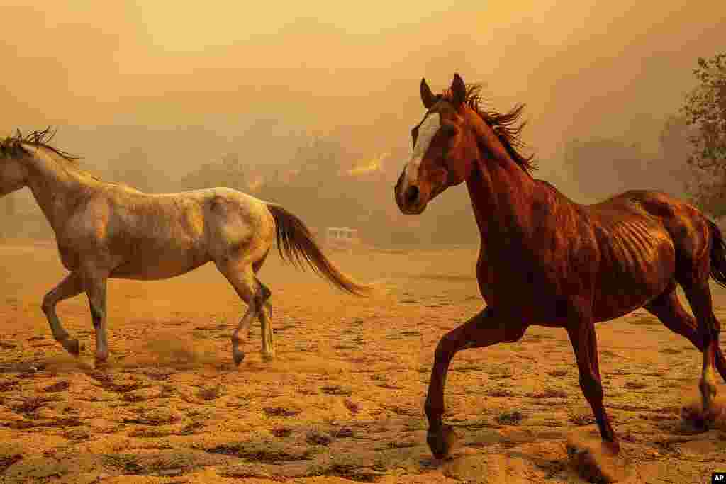 Horses gallop in an enclosure at Swanhill Farms as the Mountain Fire burns in Moorpark, California, Nov. 7, 2024. 