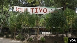 Plantas de marihuana crecen en los alrededores del edificio del Senado en Ciudad de México, el 19 de noviembre de 2020.