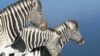 The government has 'dumped' zebras at the Manzou Farm in Mashonaland Central province.