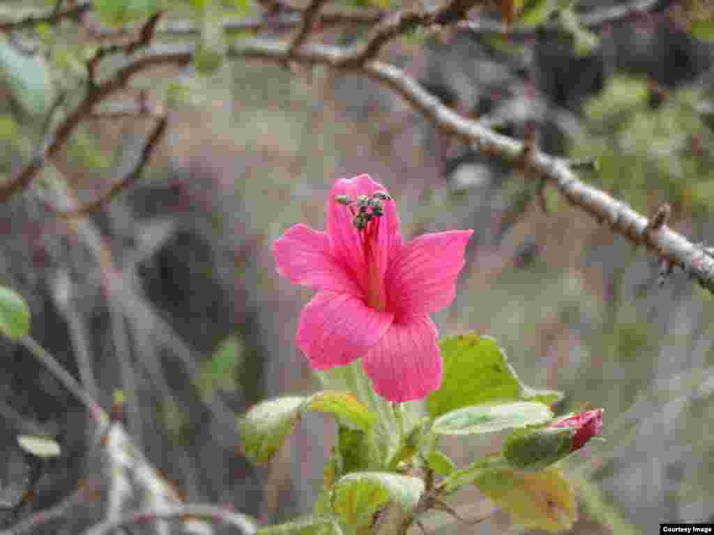 Geranium arboreum is the only bird-pollinated geranium in the world and was once widespread across the lower slopes of Haleakalā. (Photo by ©Hank Oppenheimer)