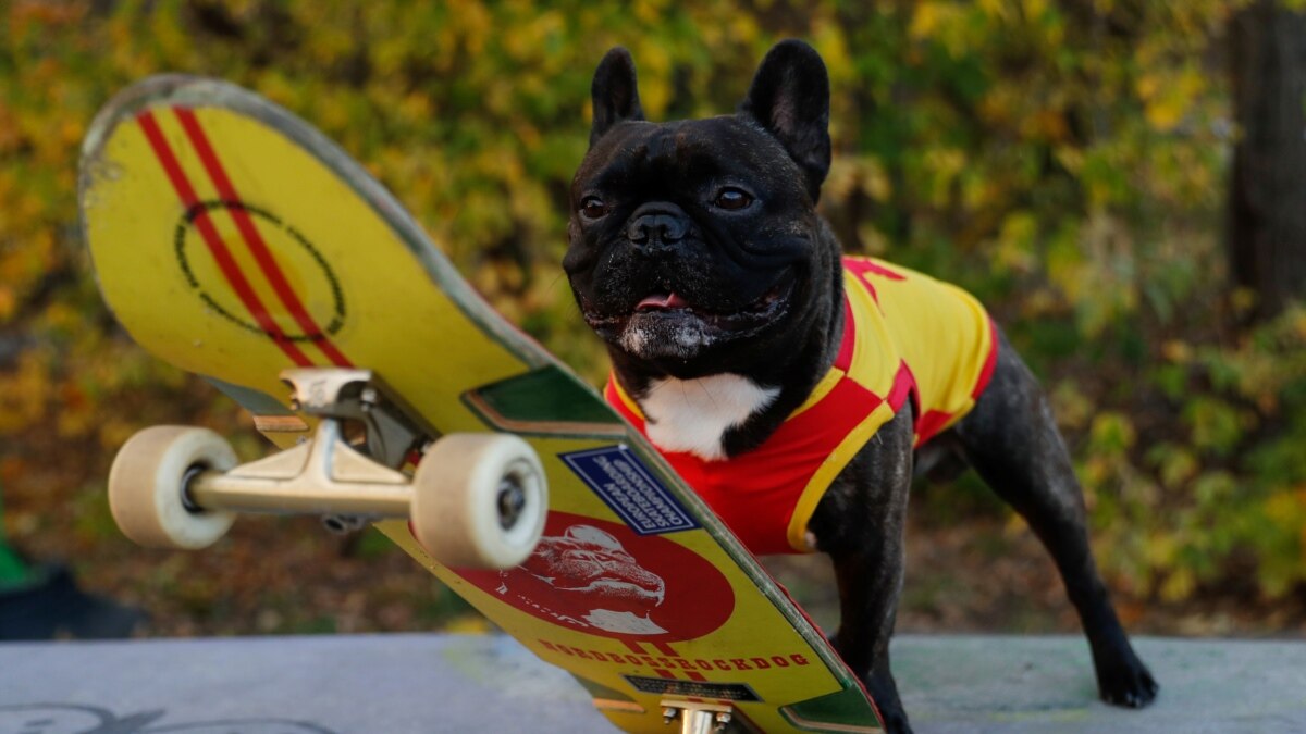 ‘เฟรนช์ บูลด็อก’ คว้าแชมป์พันธุ์สุนัขขวัญใจชาวอเมริกันครั้งแรกในรอบ 3