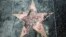 Foto de la estrella de Donald Trump en el Paseo de la Fama de Hollywood vandalizada el miércoles 25 de julio de 2018 en Los Ángeles. La policía de Los Ángeles, dijo que una persona está bajo custodia. (Foto AP / Reed Saxon)