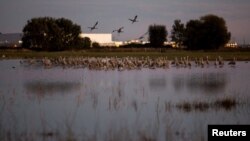 Sandhill cranes land in flooded fields at the Sandhill Crane Reserve near Thornton, California, Nov. 3, 2015. The state's ongoing drought has left millions of waterfowl that migrate from northern climes to California with fewer places to land, seek food.