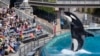 SeaWorld ampliará tanque de orcas