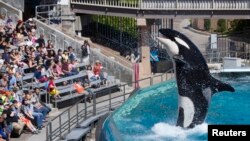 Las ballenas asesinas realizan actuaciones en frente de los visitantes de SeaWorld.