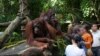 At the Singapore Zoo during its daily 'Jungle Breakfast event (John Beckman/Chicago visitor) 