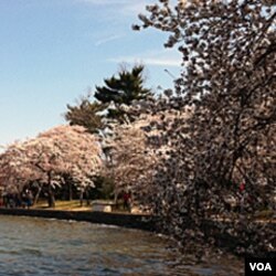 Bunga Sakura di kolam Tidal Basin, Washington DC