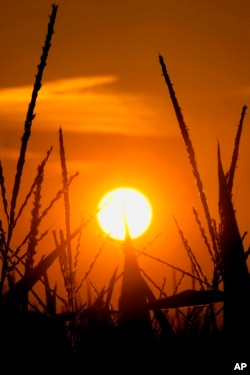 In this July 15, 2012 file photo, the sun rises over corn stalks in Pleasant Plains, Ill., during a drought. (AP Photo/Seth Perlman, File)