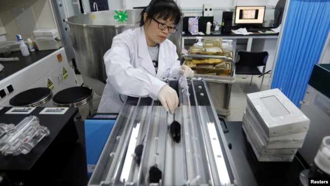 Research associate Wei Li places mice with KAT7 intervention on a treadmill in the animal facility at the Institute for Stem Cell and Regeneration of the Chinese Academy of Sciences (CAS) in Beijing, China, January 12, 2021. (REUTERS/Tingshu Wang)