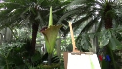 臭美：华盛顿植物园展出独特巨花