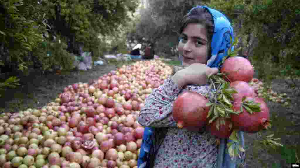 برداشت انار از روستای انبوه رودبار گیلان. عکس: ابوذر حمیدی جیرنده