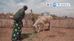 Manchetes Africanas 8 Fevereiro: 13 milhões de pessoas a enfrentar grave fome no Corno de África