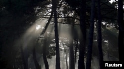 FILE - The autumn sun shines through a pine forest in Andernos near Bordeaux, southwestern France, Sept. 30, 2014. 