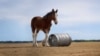 This image provided by Budweiser shows a still from the Budweiser 2025 Super Bowl NFL football spot. (Budweiser via AP)