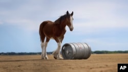 This image provided by Budweiser shows a still from the Budweiser 2025 Super Bowl NFL football spot. (Budweiser via AP)