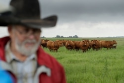 FILE - Brad Sands surveys his cattle on a restored wetland and grassland project near Ellendale, N.D., June 20, 2019.