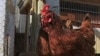 Washington DC Residents Lobby to Raise Chickens on Capitol Hill