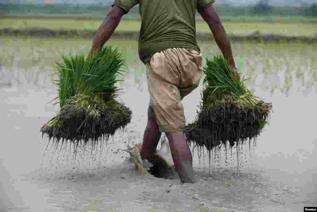 Seorang petani membawa bibit padi yang akan ditanam di sawah di pinggiran kota Lahore, Pakistan.