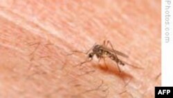 Ðột phá trong quá trình tìm vắc-xin phòng bệnh sốt rét