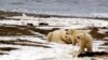 Obama Finalizes Call to Expand Protected Area in Arctic Refuge