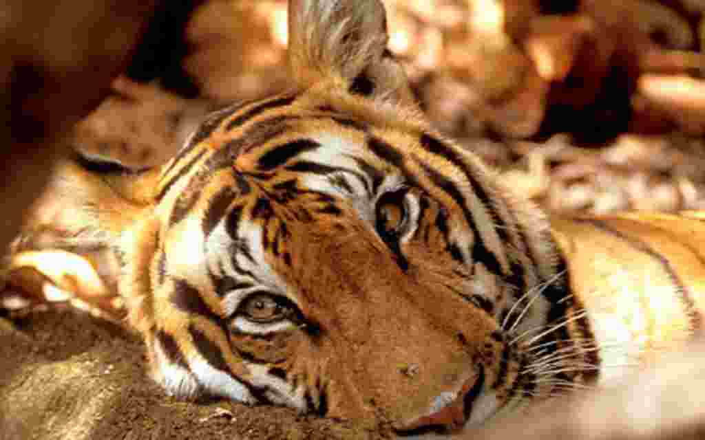 World Wildlife Fund International Tiger Conservation Forum. Nov 2010