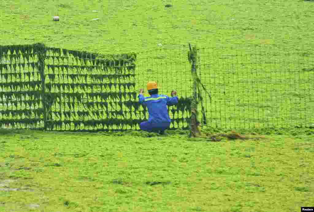 A worker cleans algae off a fence near the coastline in Qingdao, Shandong province, June 28, 2013. 