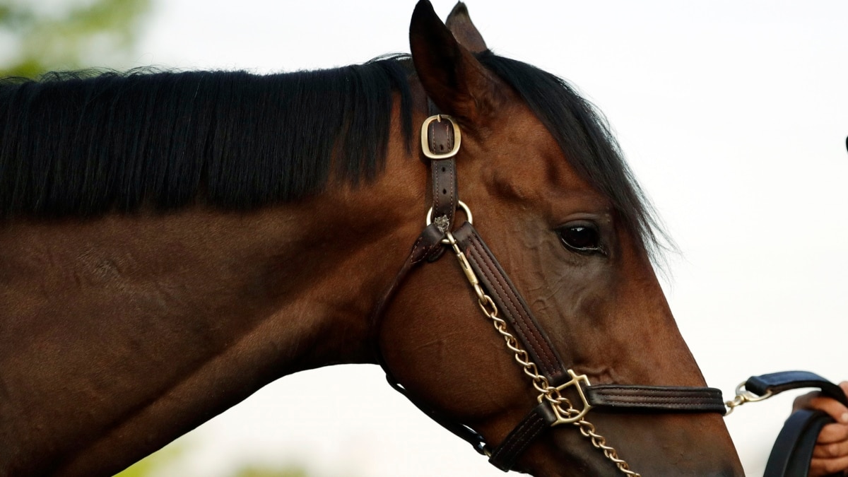 Exciting Weekend for Zimbabwe Horse Racing, Soccer Fans