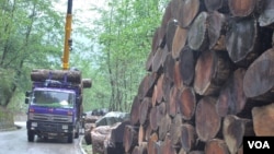 缅甸2014年禁止原木出口的政策下达后，在云南边境口岸，从缅甸运进的原木并未完全绝迹。（美国之音朱诺拍摄，2014年5月7日）