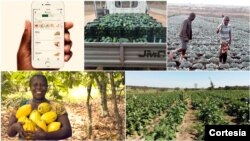 Startup Field Right já começou a contactar produtores angolanos