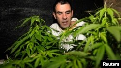 FILE - Marijuana grower and activist Juan Vaz checks marijuana plants in Montevideo, Uruguay, Aug. 9, 2012. 