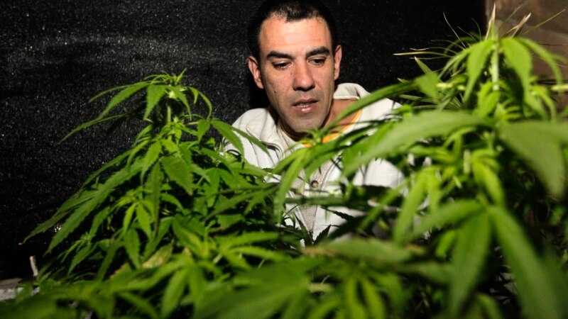 Uruguay Gives Pharmacies Green Light to Start Selling Marijuana Uruguay Gives Pharmacies Green Light to Start Selling Marijuana