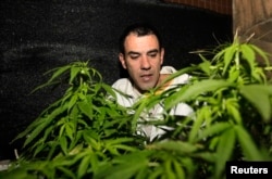 Marijuana grower and activist Juan Vaz checks marijuana plants in Montevideo, Uruguay, Aug. 9, 2012.