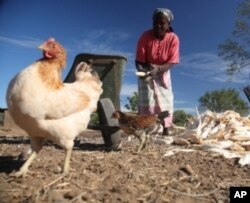 Farmer Celeste Sitoe raises maize and chickens in Lhate village, Mozambique.