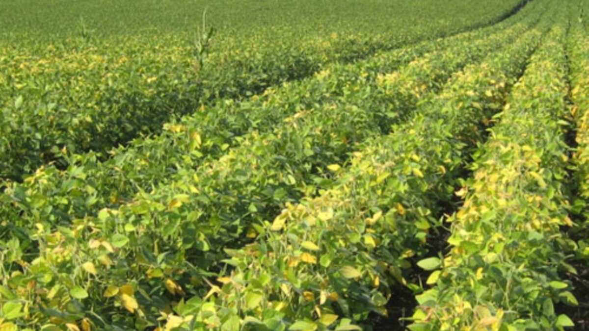 Biotech Soybeans Promise Heart Benefits