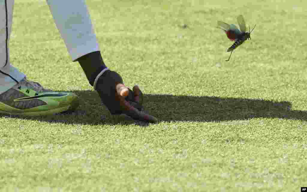 Sri Lanka player Dilrwuan Perera prompts a flying insect off the pitch during the test cricket match against Zimbabwe at Harare Sports Club in Harare, Zimbabwe.