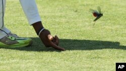 FILE: Sri Lanka player Dilrwuan Perera prompts a flying insect off the pitch during the test cricket match against Zimbabwe at Harare Sports Club in Harare, Oct. 31, 2016.