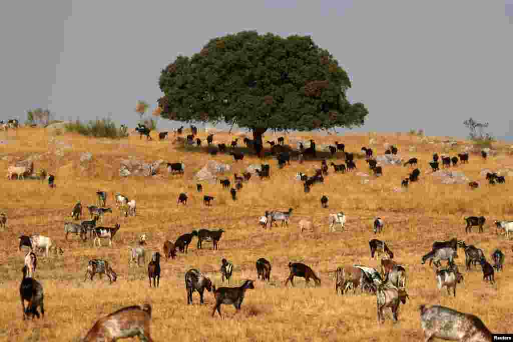 Goats eat in Ronda as the summer&#39;s first heatwave hits Spain, Aug. 11, 2021.