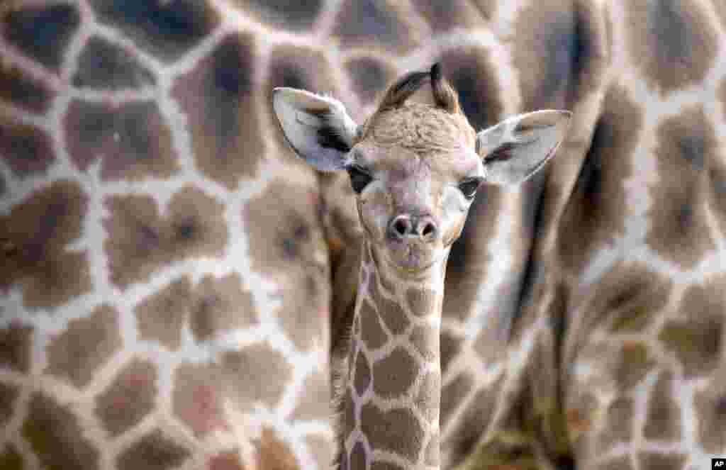 A baby giraffe stands in front of its mother Gambela at an enclosure of the zoo in Dortmund, Germany.