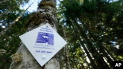 A project in Washington state is ensuring that forest land remains intact around Mount Rainier National Park, so the trees can continue to grow and store carbon dioxide emissions. In England, researchers are testing how much carbon dioxide trees can take.