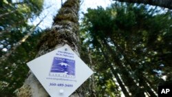 Penanda batas lahan hutan di pohon di Taman Nasional Mount Rainier tampak dalam gambar, Senin, 23 November 2015, dekat Ashford, negara bagian Washington (foto: AP Photo/Ted S. Warren)