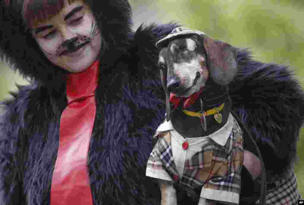 رژه سگ&zwnj;های پاکوتاه در سنت&zwnj;پترزبورگ روسیه -&nbsp; سگ&zwnj;های پاکوتاه و دراز یا &laquo;داکسهوند&raquo; رفتاری بین دو گونه سگ&zwnj;های تازی و تریر دارد.&nbsp;