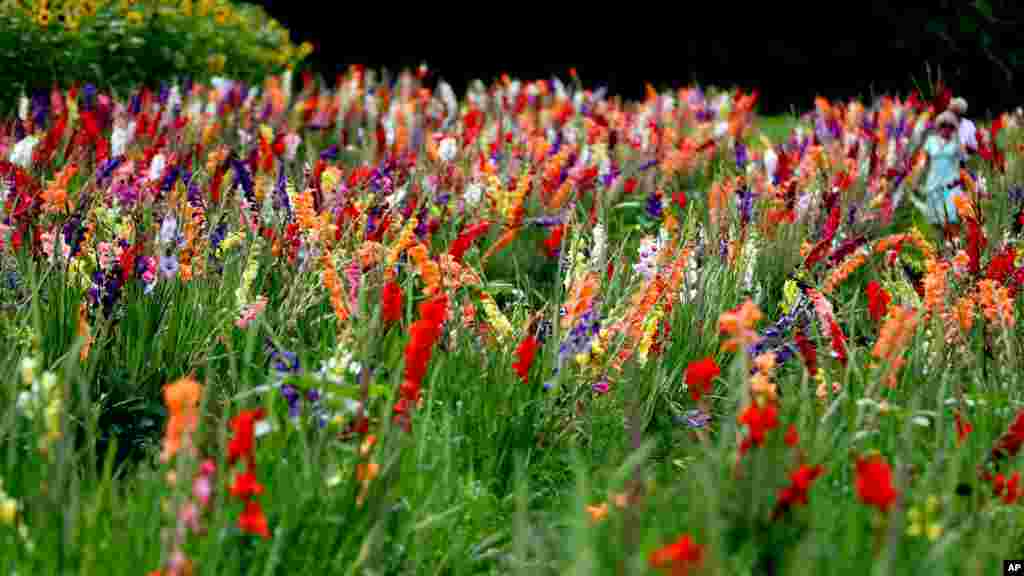 People pick flowers in a field in Herrsching, Germany.