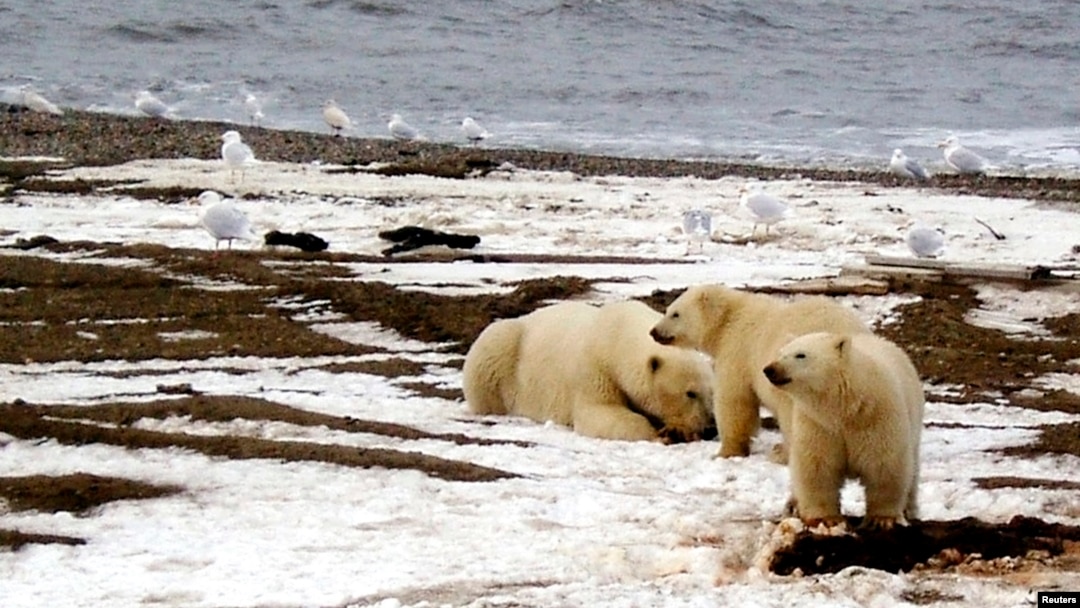FILE - A polar bear and two cubs are seen on the Beaufort Sea coast in a portion of the Arctic National Wildlife Refuge in this undated photo provided by the U.S. Fish and Wildlife Service. 