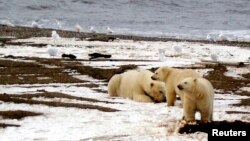 Những con gấu bắc cực ở bờ biển Beaufort thuộc khu vực 1002 trong khu Trú ẩn Hoang dã Quốc gia Bắc Cực.