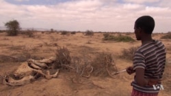 Even Camels Dying in Somali Drought