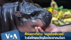 สื่อนอกตีข่าว ‘หมูเด้งฟีเวอร์’ ไวรัลไทยขวัญใจประชาคมโลก