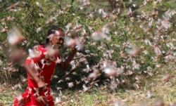 FILE - A girl attempts to fend off desert locusts as they fly in a farm on the outskirt of Jijiga in Somali region, Ethiopia, Jan. 12, 2020.